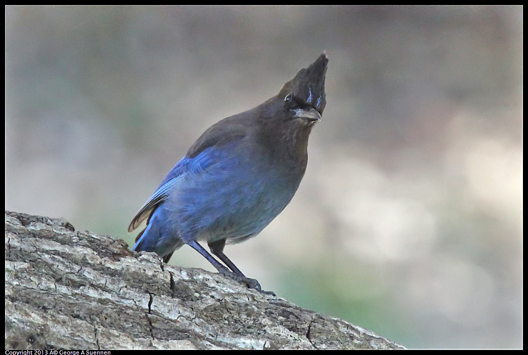 0215-103101-01.jpg - Stellar Jay