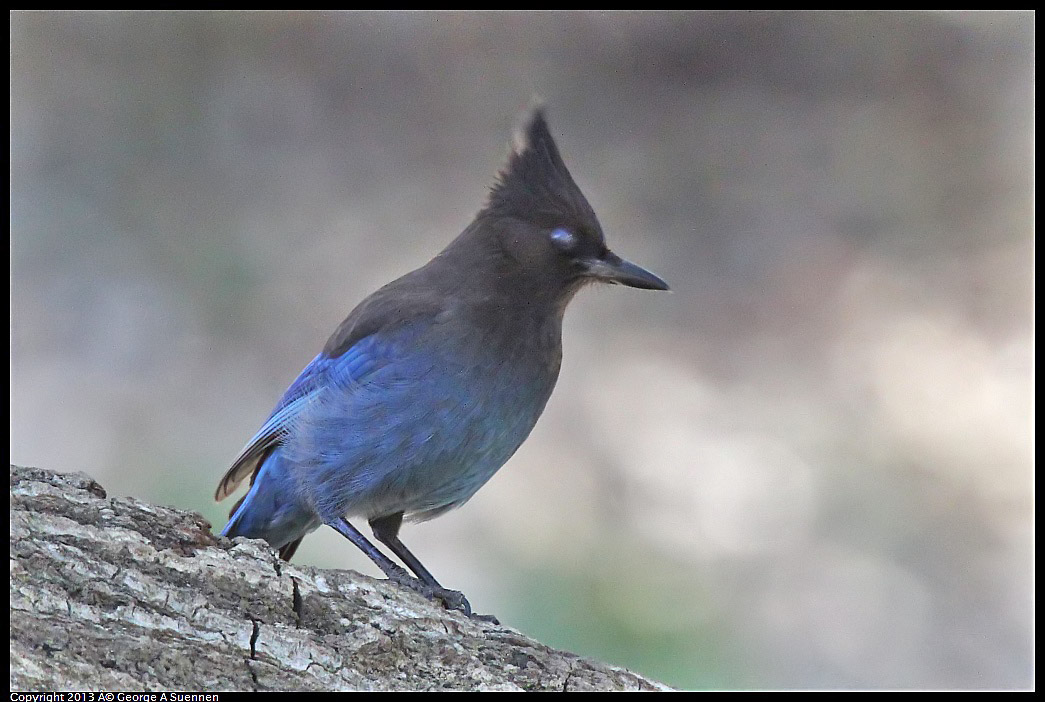 0215-103101-02.jpg - Stellar Jay