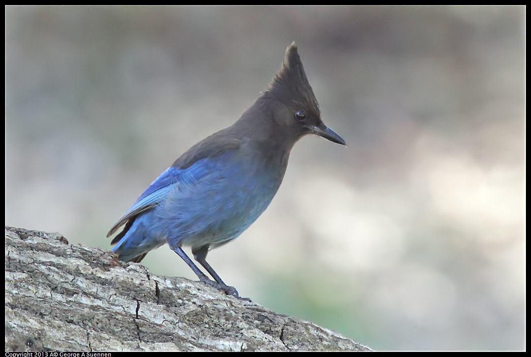 0215-103101-05.jpg - Stellar Jay