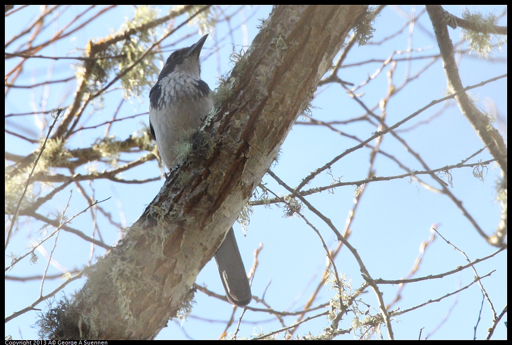 0215-103529-01.jpg - Western Scrub Jay