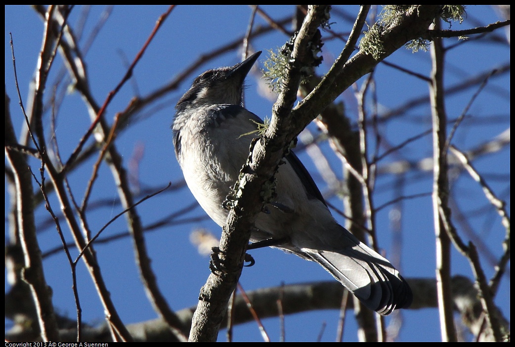 0215-103544-04.jpg - Western Scrub Jay