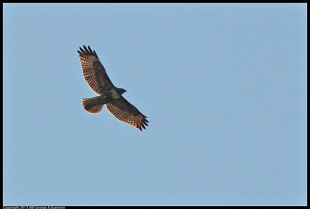 0215-104724-02.jpg - Red-tailed Hawk