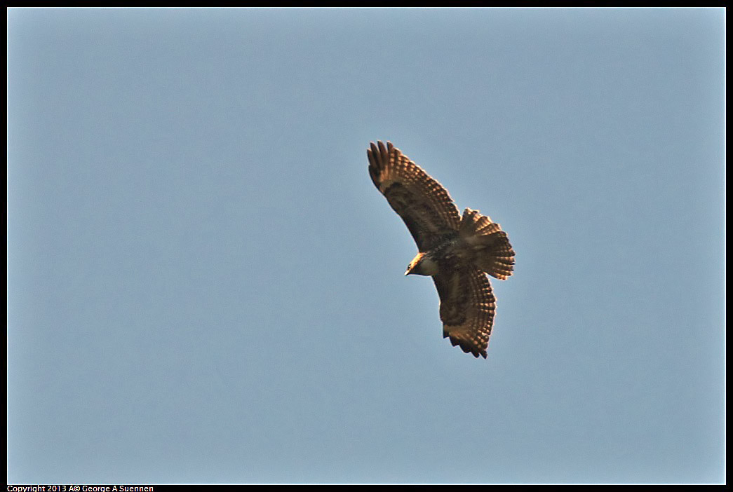 0215-104739-02.jpg - Red-tailed Hawk