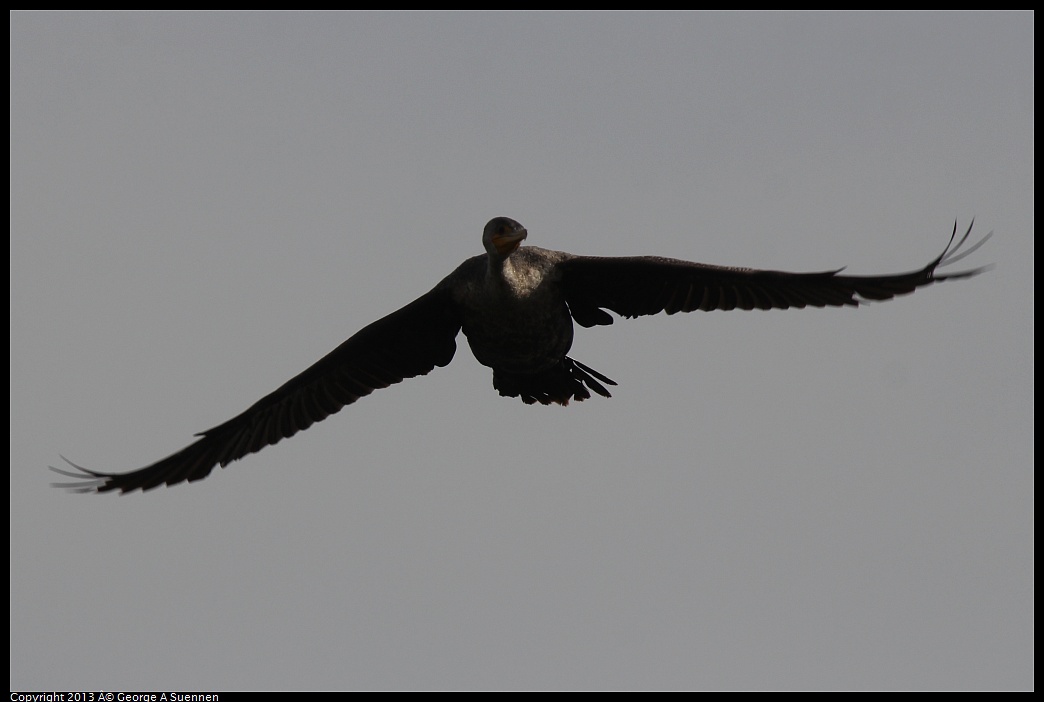 0216-115656-03.jpg - Double-crested Cormorant