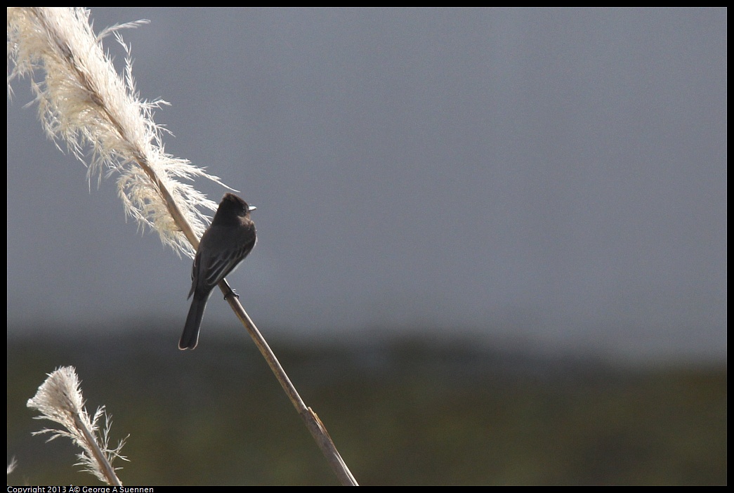 0216-115709-01.jpg - Black Phoebe