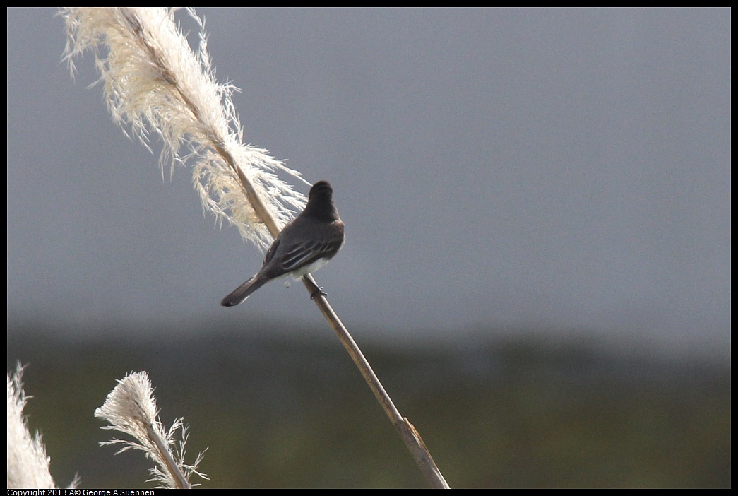 0216-115709-04.jpg - Black Phoebe