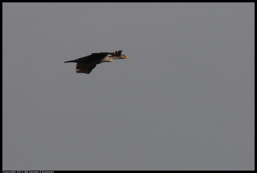 0216-115746-01.jpg - Double-crested Cormorant