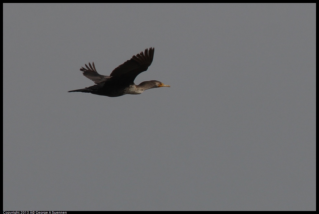 0216-115746-03.jpg - Double-crested Cormorant