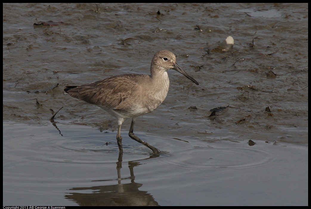 0216-115900-02.jpg - Willet