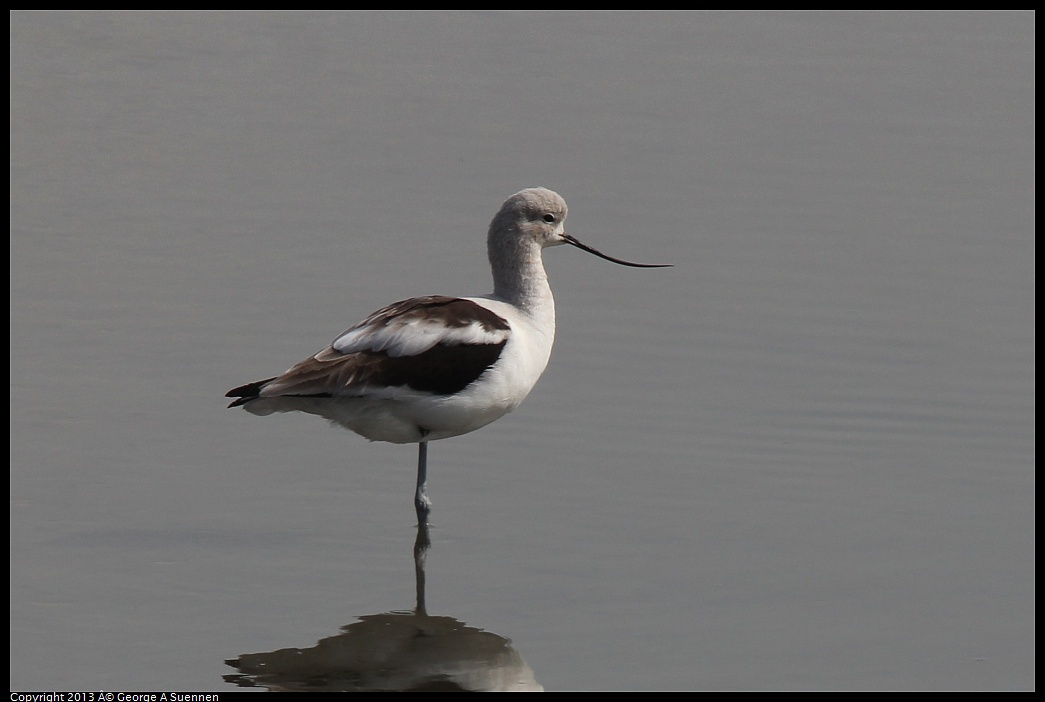 0216-120016-01.jpg - American Avocet