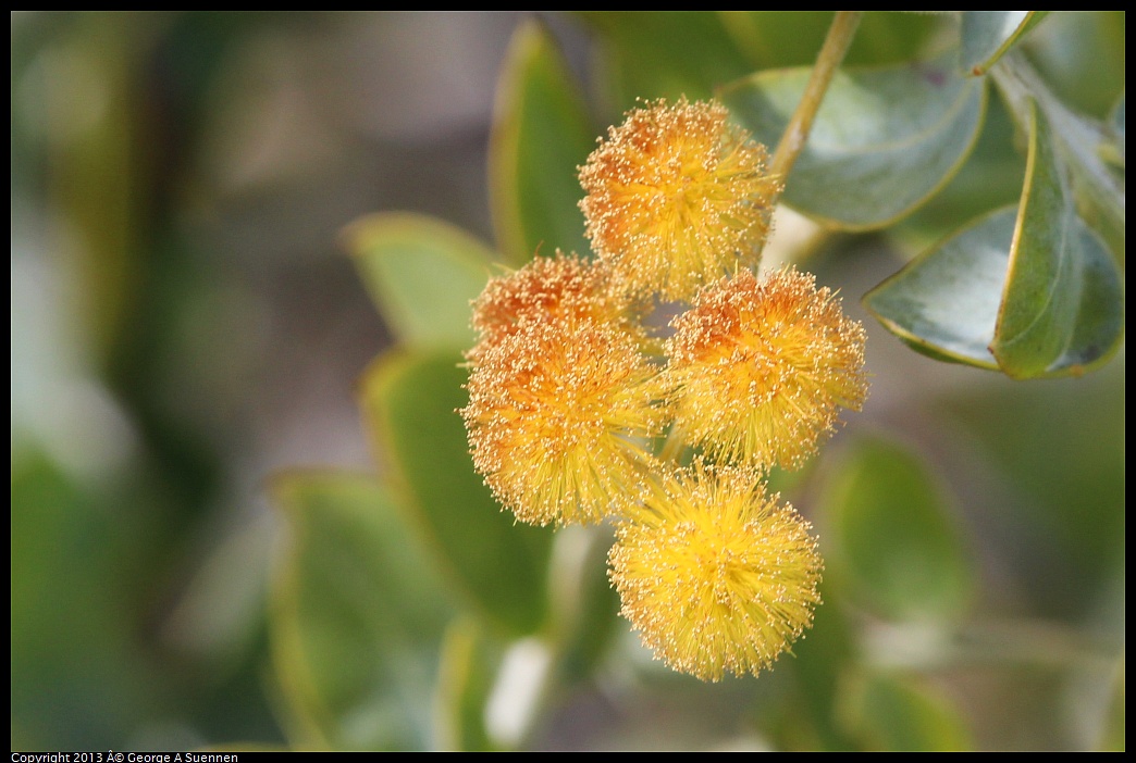 0216-120038-01.jpg - Flower