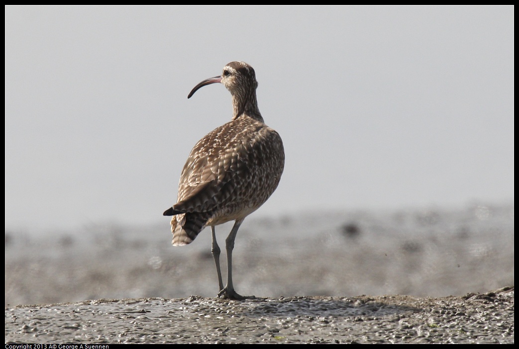 0216-120209-02.jpg - Whimbrel