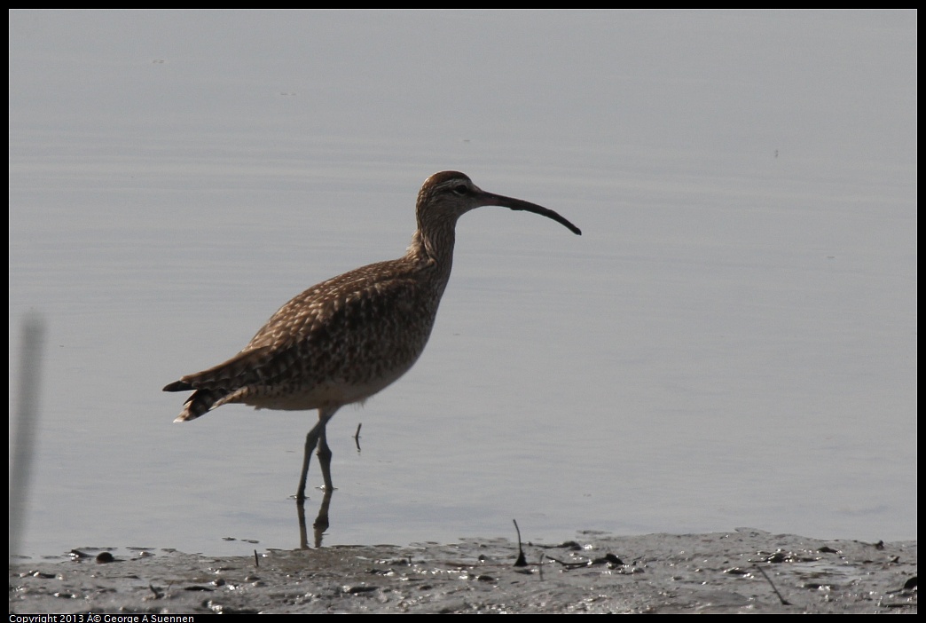 0216-120248-01.jpg - Whimbrel