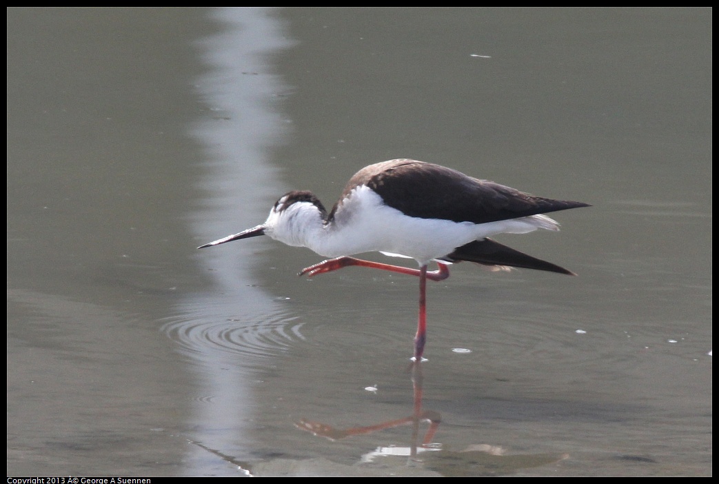 0216-120255-01.jpg - Black-necked Stilt