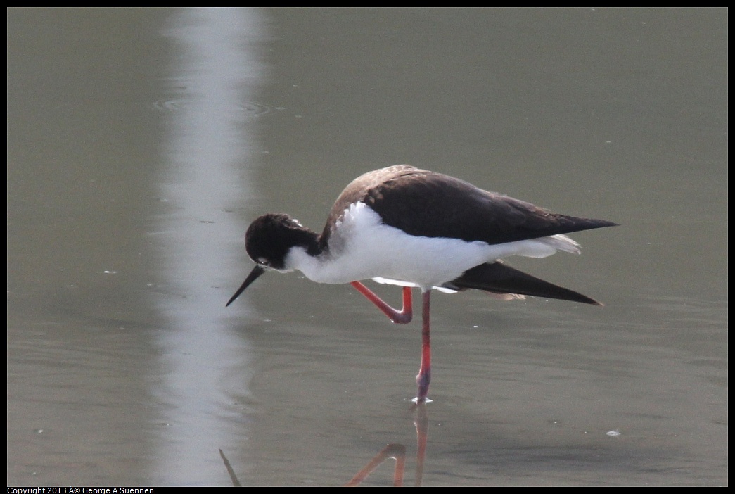 0216-120257-01.jpg - Black-necked Stilt