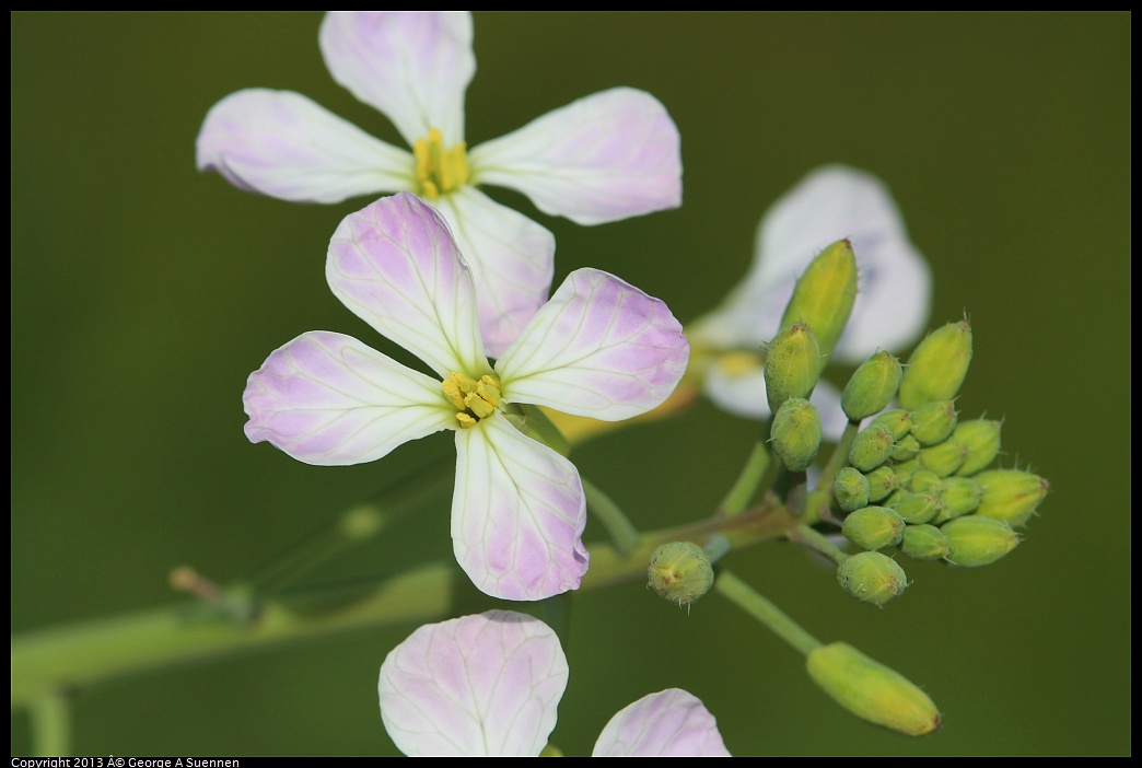 0216-120728-01.jpg - Flower