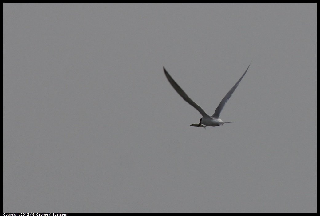 0216-120833-02.jpg - Forster's Tern