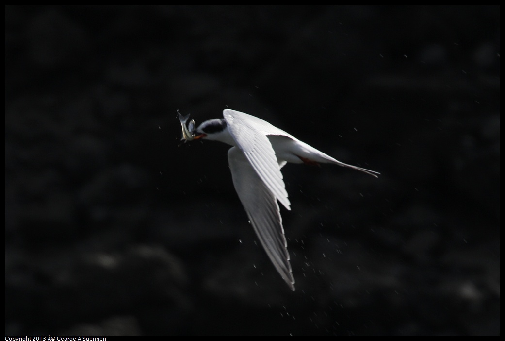 0216-120922-02.jpg - Forster's Tern