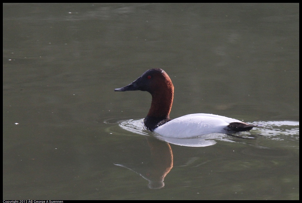 0216-120950-02.jpg - Canvasback