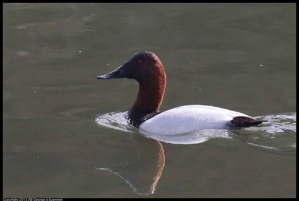 0216-120952-02.jpg - Canvasback