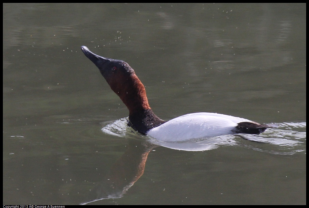 0216-120953-02.jpg - Canvasback