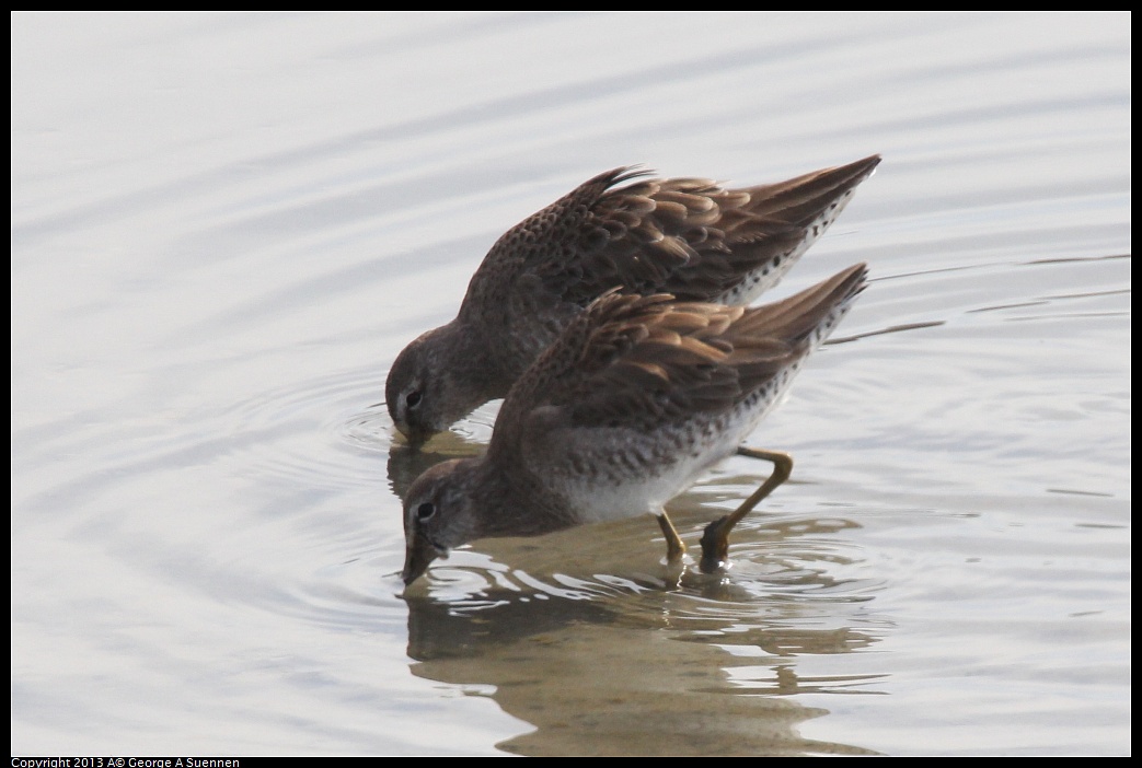 0216-121232-01.jpg - Short-billed Dowitcher