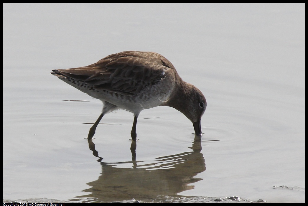 0216-121241-03.jpg - Short-billed Dowitcher