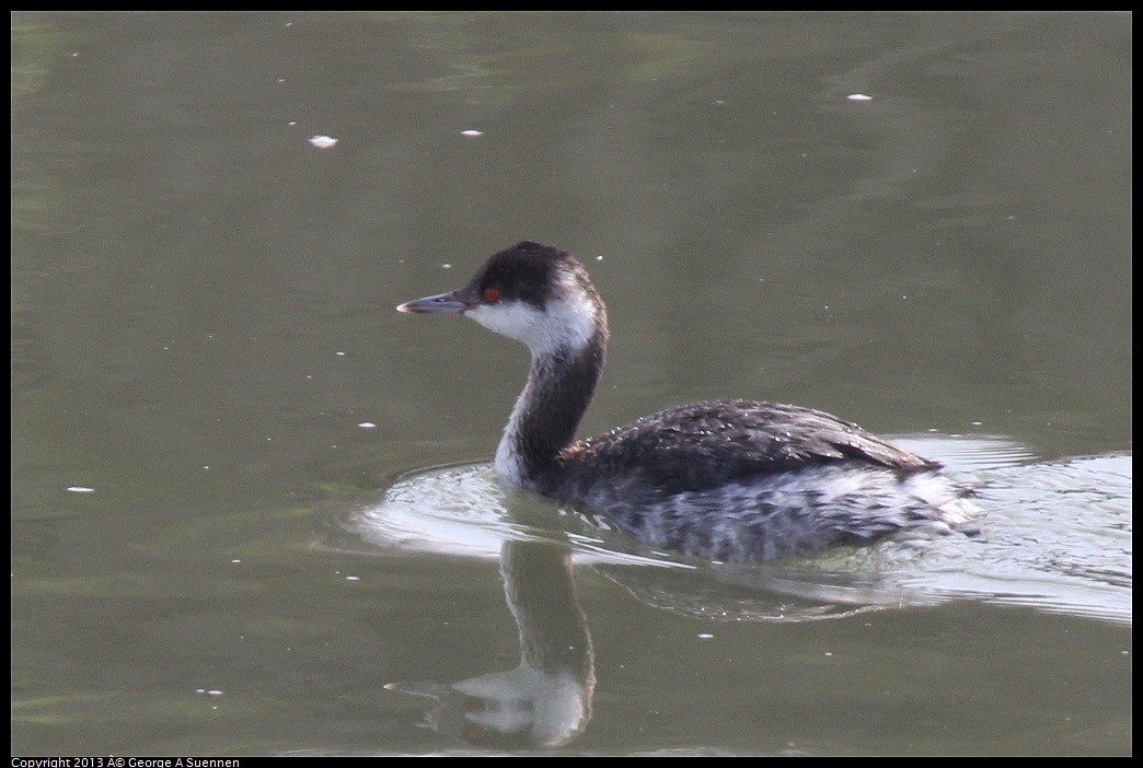 0216-121421-02.jpg - Horned Grebe