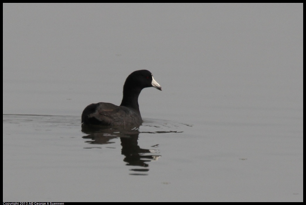 0216-121900-02.jpg - American Coot