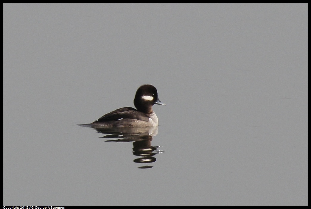 0216-121920-01.jpg - Bufflehead