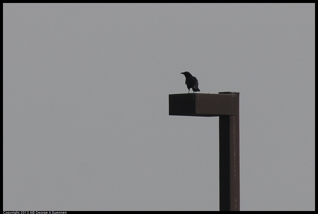 0216-122108-02.jpg - American Crow