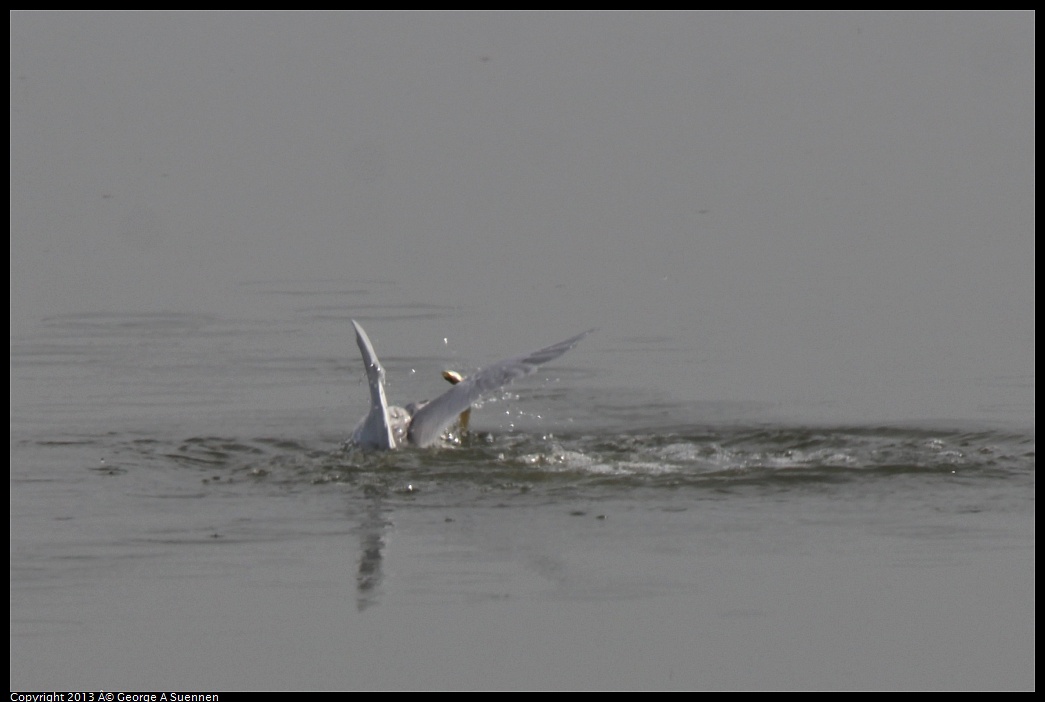 0216-122536-03.jpg - Forster's Tern