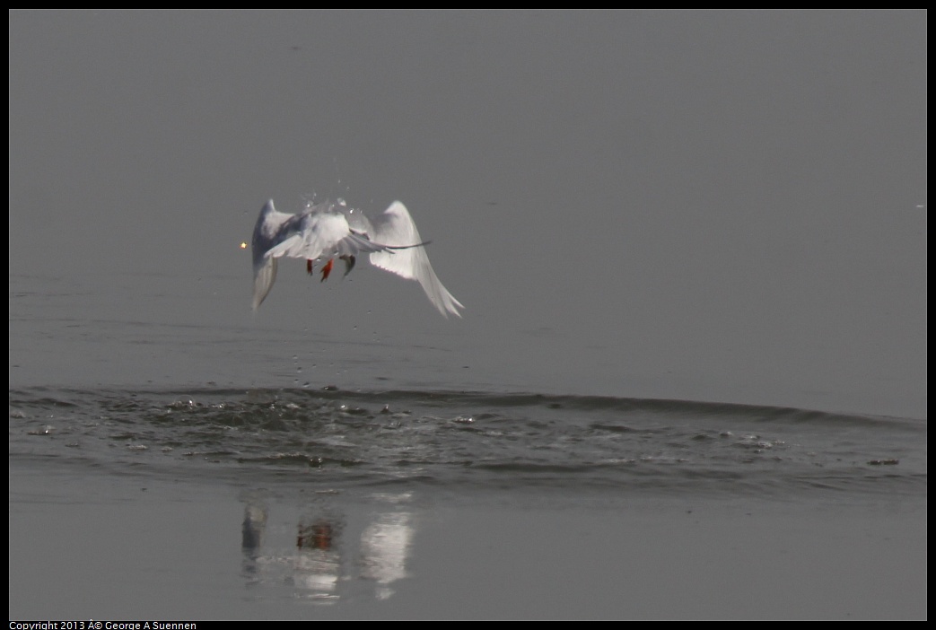 0216-122537-02.jpg - Forster's Tern