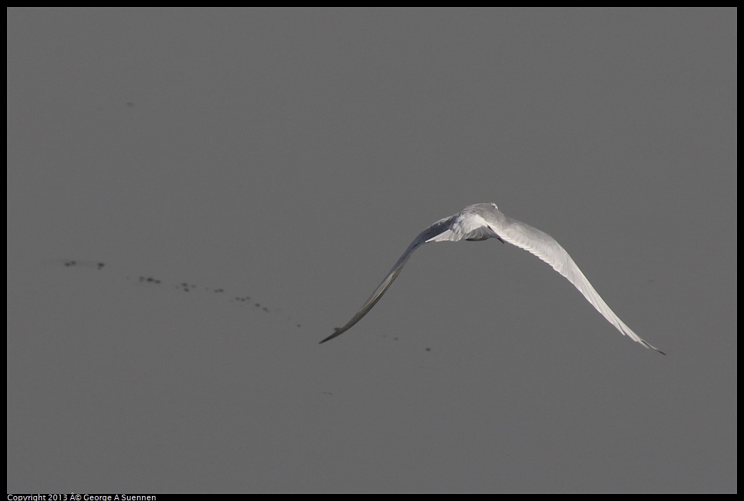 0216-122539-01.jpg - Forster's Tern