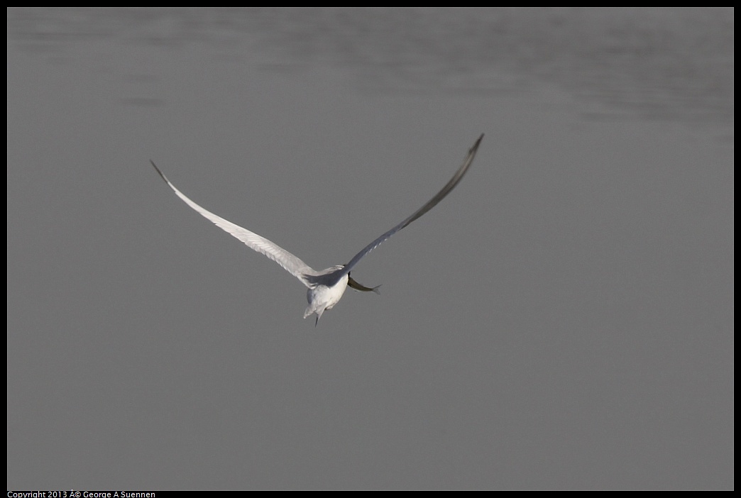 0216-122539-05.jpg - Forster's Tern