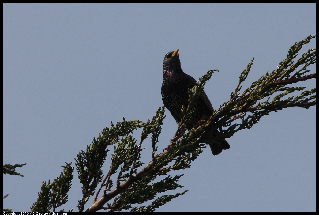 0216-123245-01.jpg - European Starling