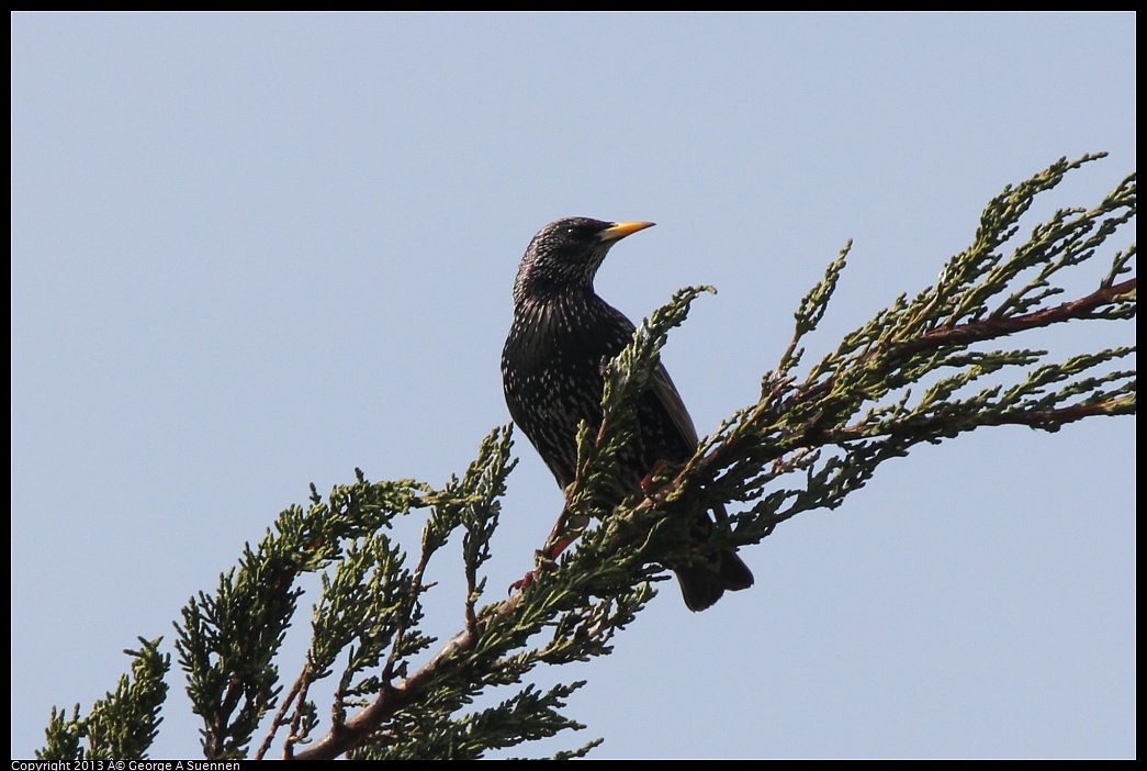 0216-123245-04.jpg - European Starling