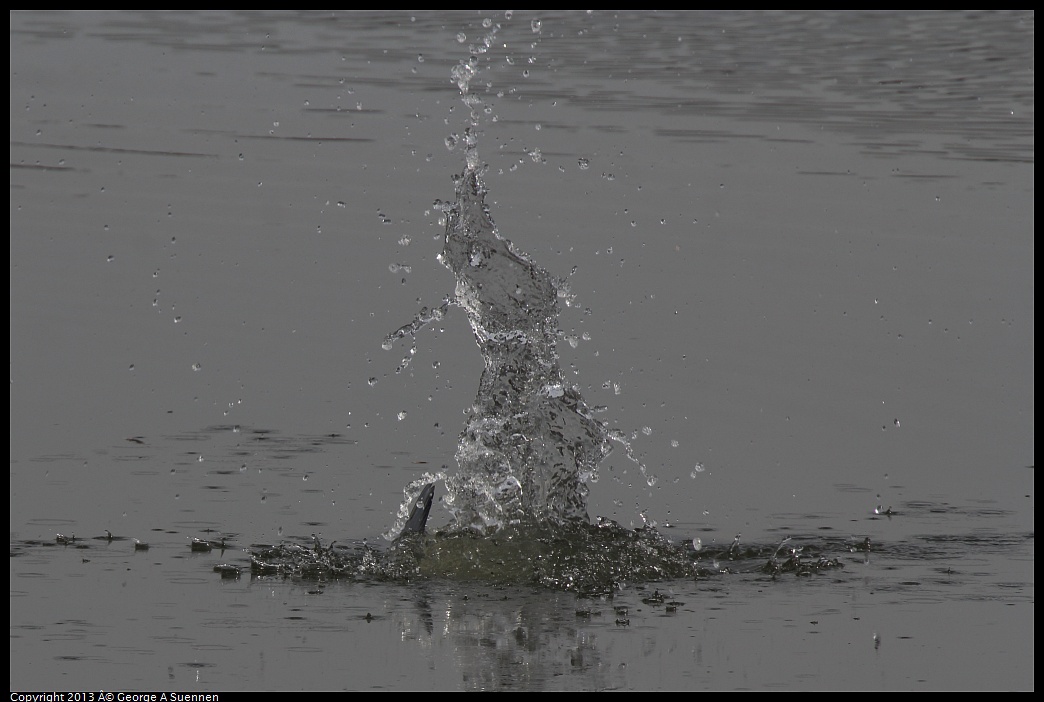 0216-123317-02.jpg - Forster's Tern