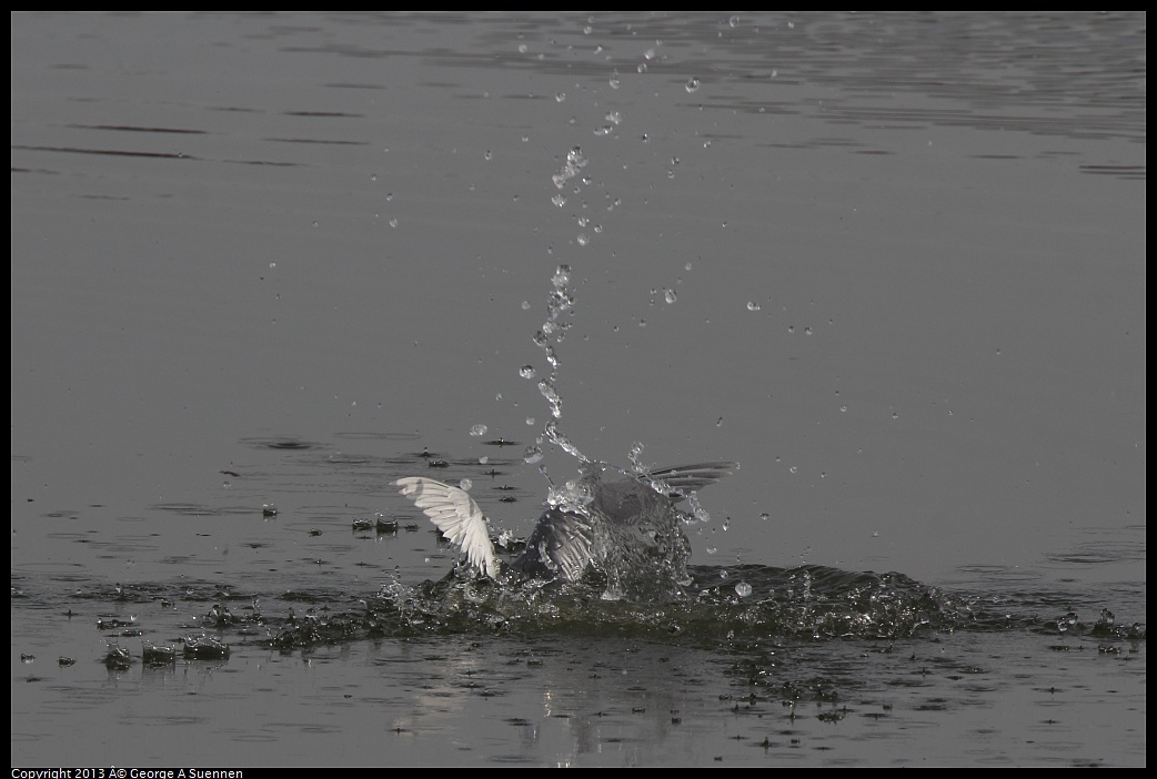 0216-123317-03.jpg - Forster's Tern