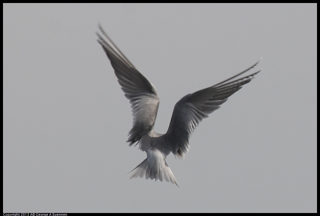 0216-123551-01.jpg - Forster's Tern