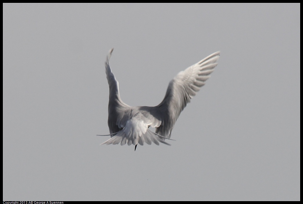 0216-123552-04.jpg - Forster's Tern