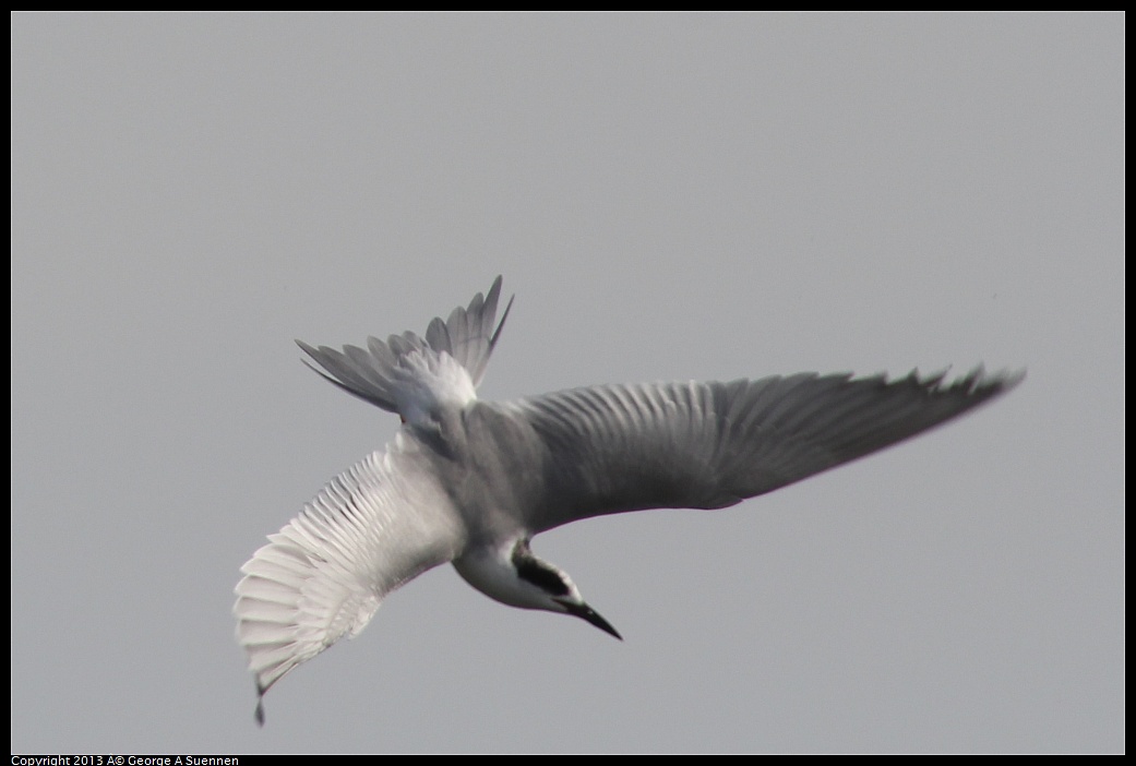 0216-123553-03.jpg - Forster's Tern