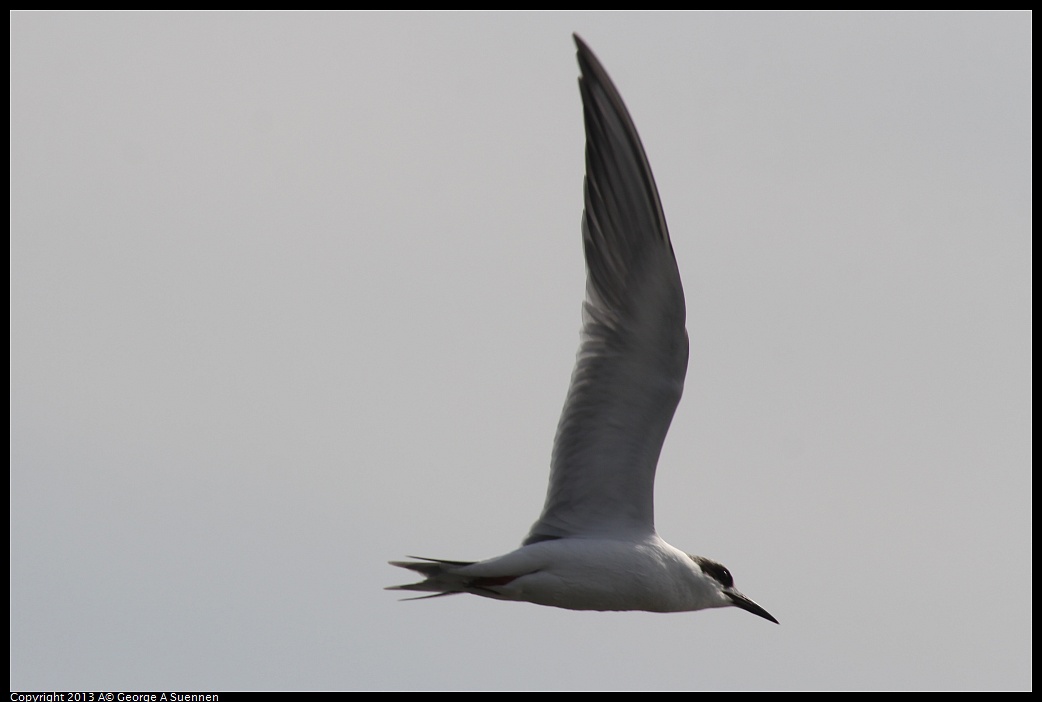 0216-123557-06.jpg - Forster's Tern