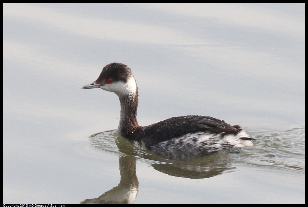 0216-123641-01.jpg - Horned Grebe