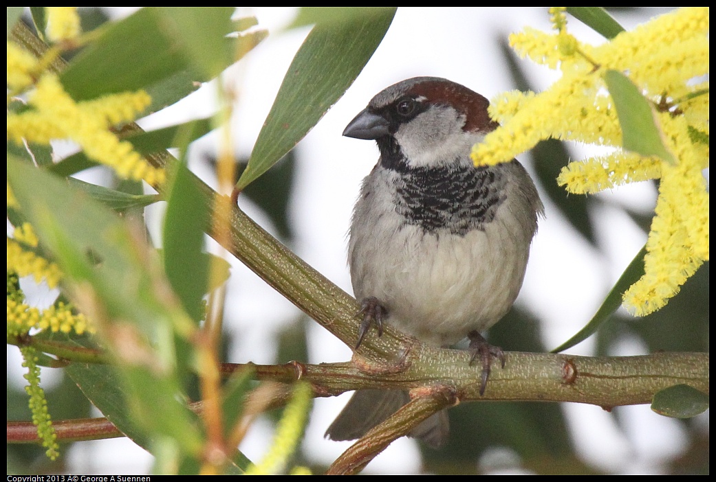 0216-131027-02.jpg - House Sparrow