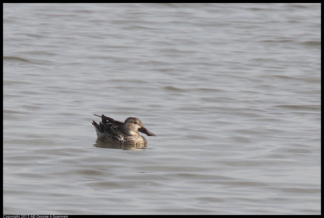 0216-131457-01.jpg - Northern Shoveler