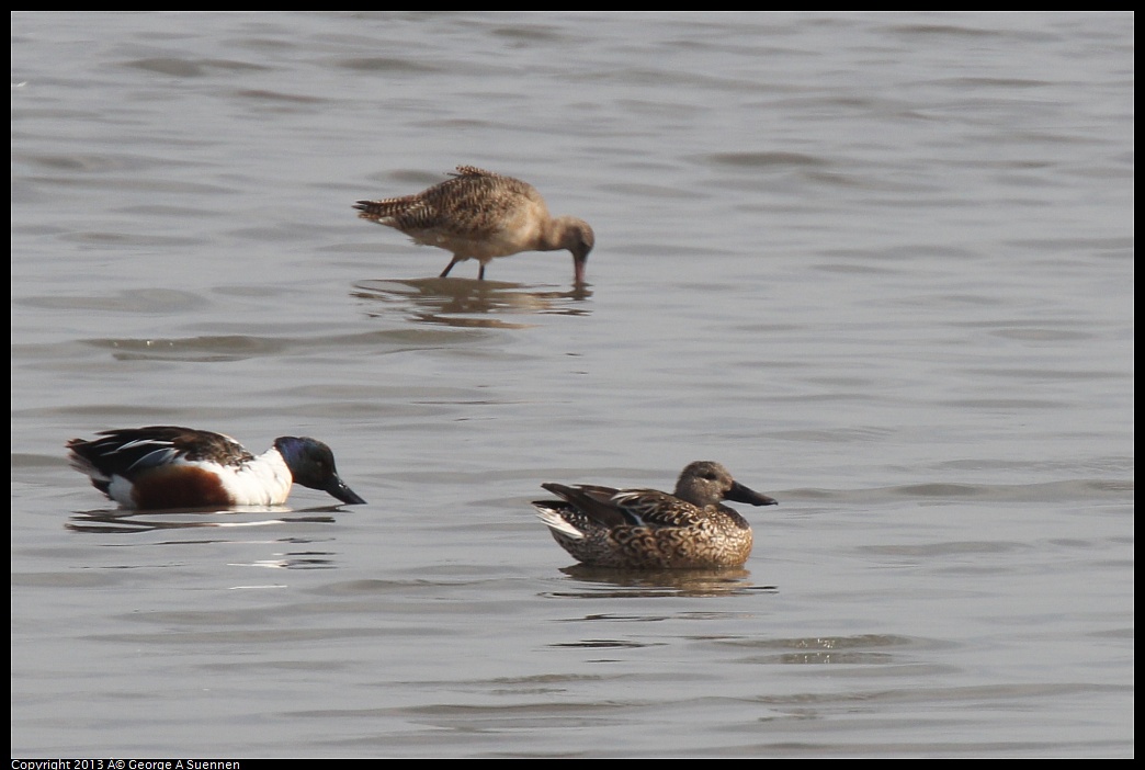 0216-131539-01.jpg - Northern Shoveler