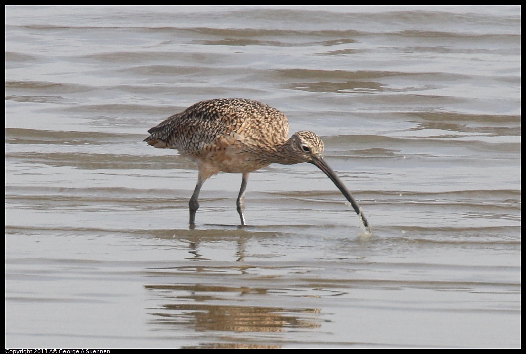 0216-131738-01.jpg - Long-billed Curlew