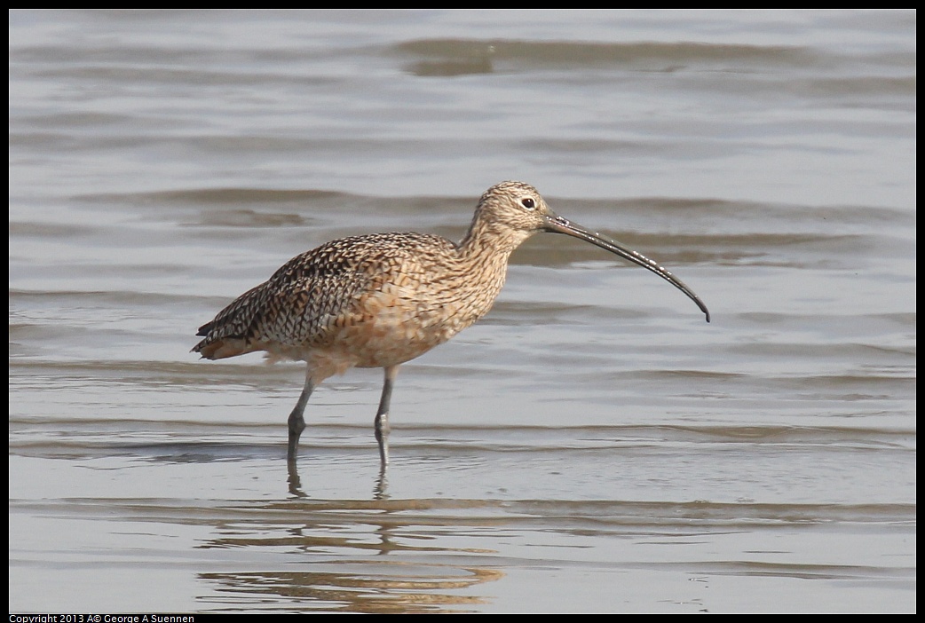 0216-131740-01.jpg - Long-billed Curlew