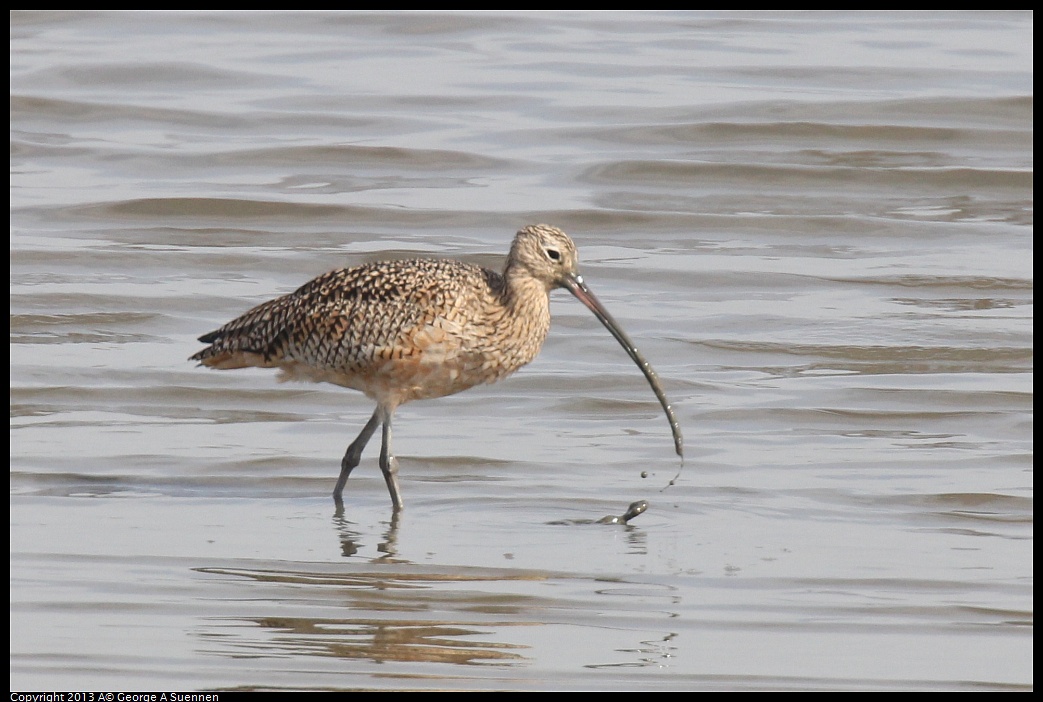 0216-131745-01.jpg - Long-billed Curlew